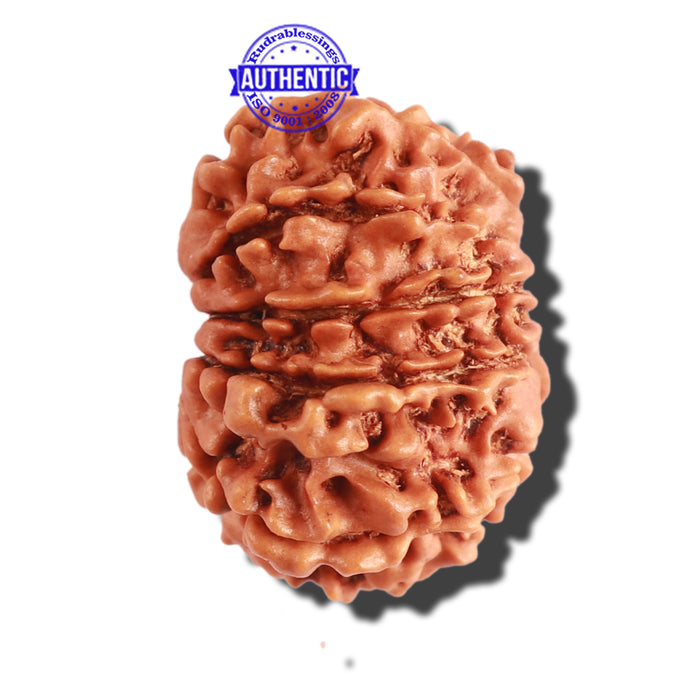 12 Mukhi Nepalese Rudraksha - Bead No 242