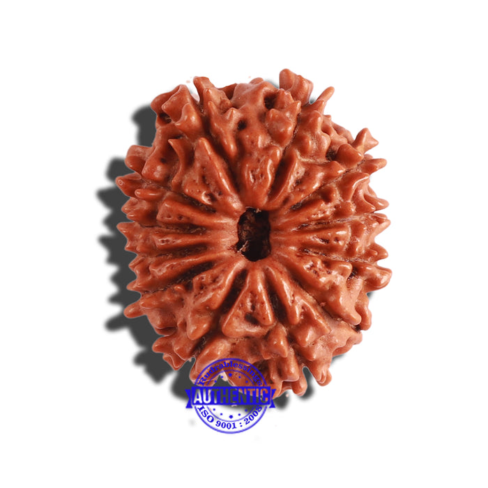 12 Mukhi Nepalese Rudraksha - Bead No 243