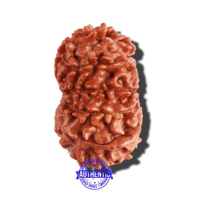 12 Mukhi Nepalese Rudraksha - Bead No 243