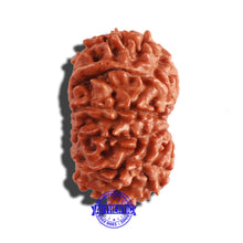 Load image into Gallery viewer, 12 Mukhi Nepalese Rudraksha - Bead No 243
