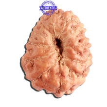 Load image into Gallery viewer, 12 Mukhi Indonesian Rudraksha - Bead No. 244
