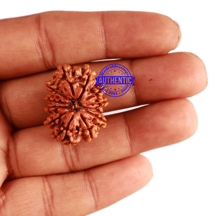 12 Mukhi Nepalese Rudraksha - Bead No 244