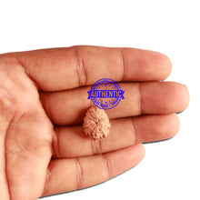 Load image into Gallery viewer, 12 Mukhi Indonesian Rudraksha - Bead No. 244
