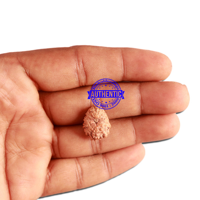 12 Mukhi Indonesian Rudraksha - Bead No. 244