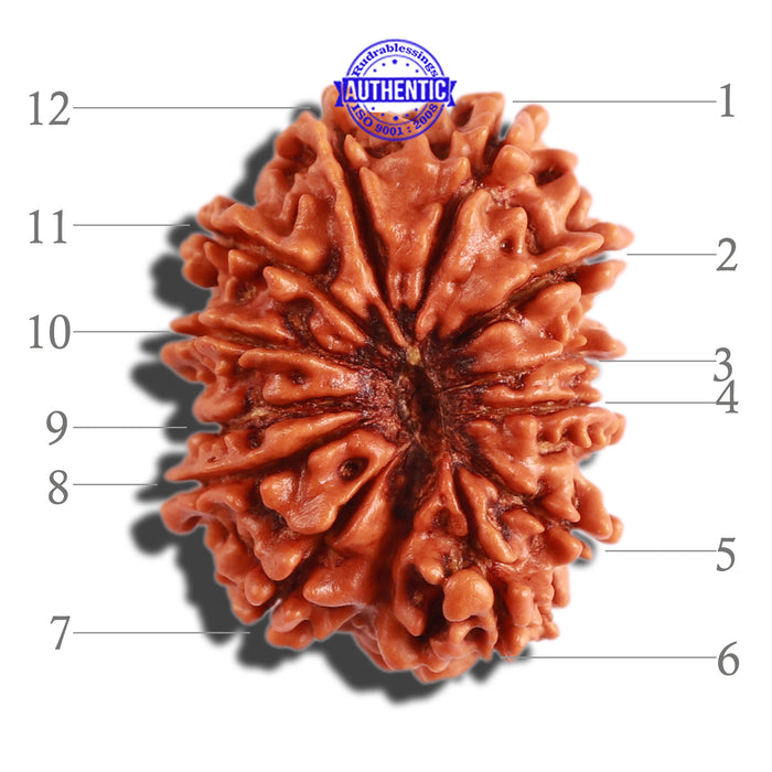 12 Mukhi Nepalese Rudraksha - Bead No 244
