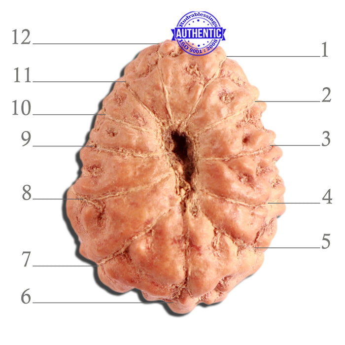 12 Mukhi Indonesian Rudraksha - Bead No. 244
