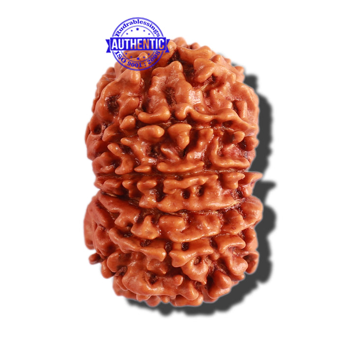 12 Mukhi Nepalese Rudraksha - Bead No 244