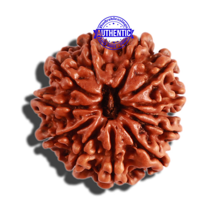 12 Mukhi Nepalese Rudraksha - Bead No 245