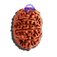 Load image into Gallery viewer, 12 Mukhi Nepalese Rudraksha - Bead No 245
