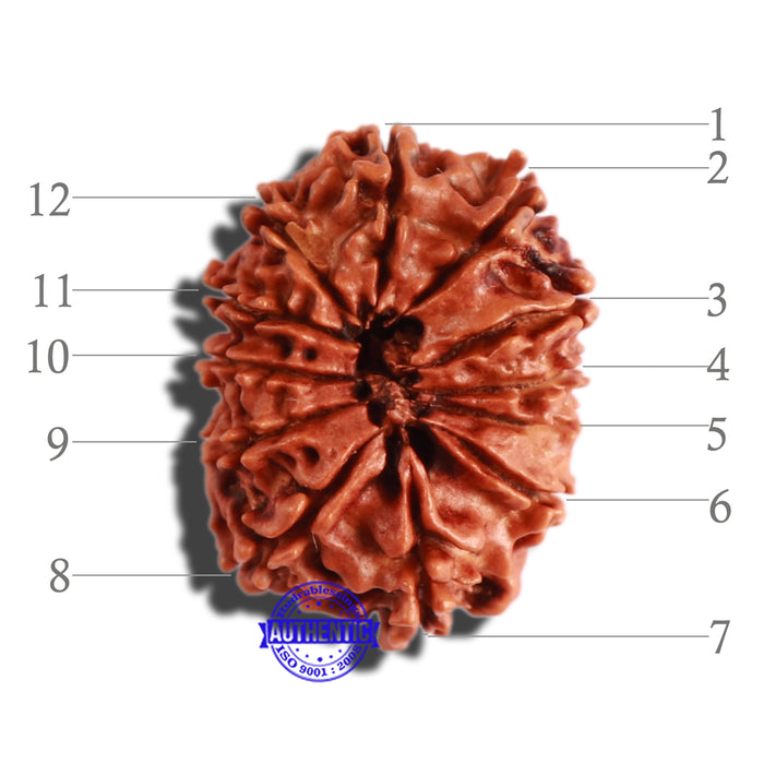 12 Mukhi Nepalese Rudraksha - Bead No 246