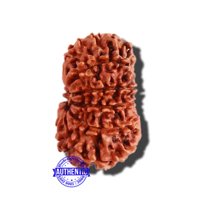 12 Mukhi Nepalese Rudraksha - Bead No 246