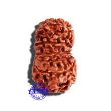 Load image into Gallery viewer, 12 Mukhi Nepalese Rudraksha - Bead No 246
