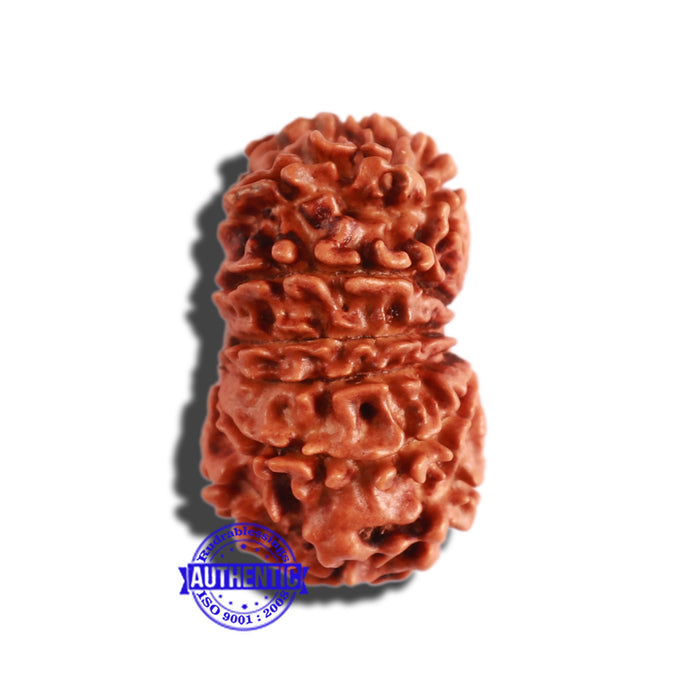 12 Mukhi Nepalese Rudraksha - Bead No 246