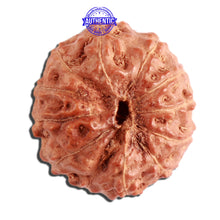 Load image into Gallery viewer, 12 Mukhi Indonesian Rudraksha - Bead No. 247
