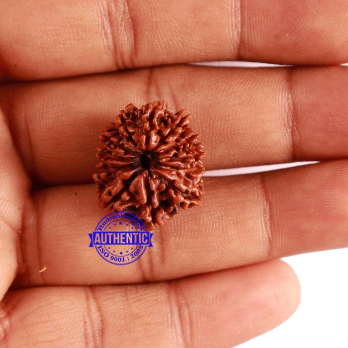 12 Mukhi Nepalese Rudraksha - Bead No 247
