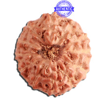 Load image into Gallery viewer, 12 Mukhi Indonesian Rudraksha - Bead No. 247
