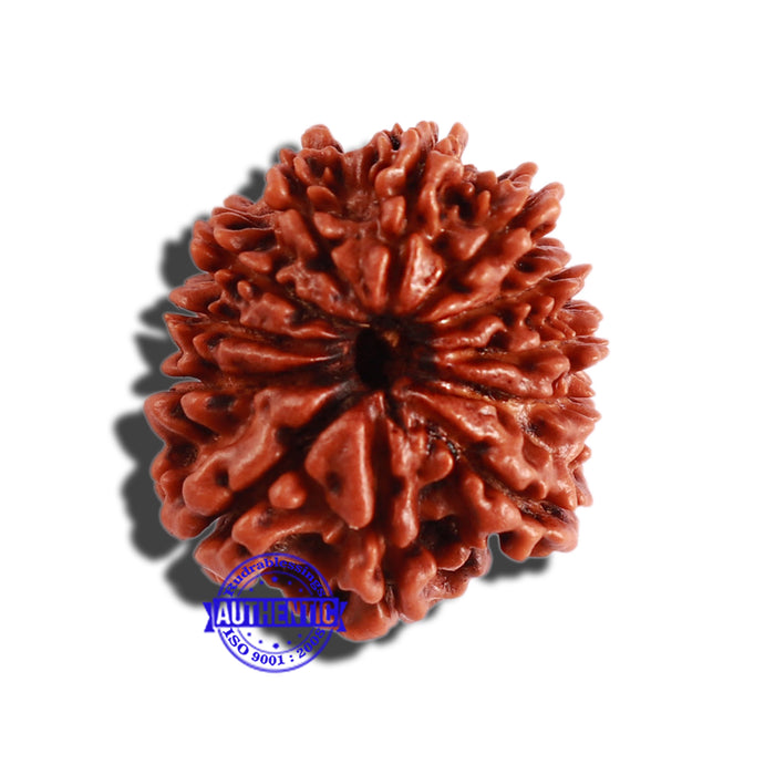 12 Mukhi Nepalese Rudraksha - Bead No 247