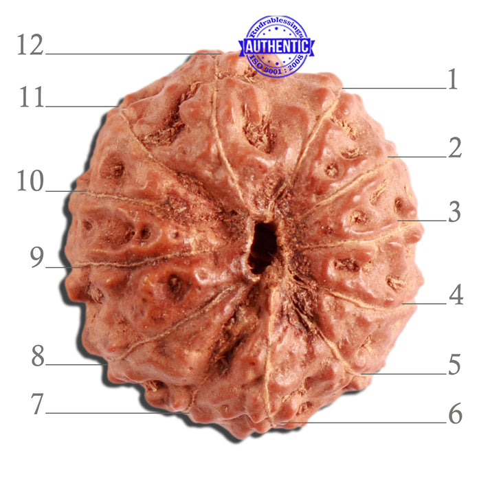 12 Mukhi Indonesian Rudraksha - Bead No. 247