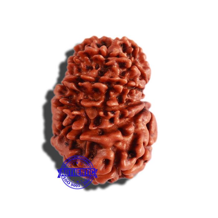 12 Mukhi Nepalese Rudraksha - Bead No 247