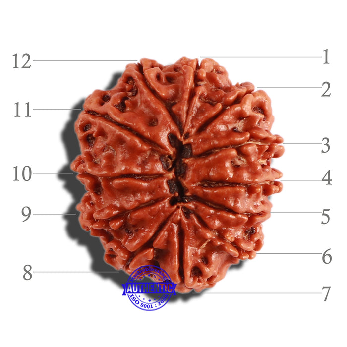 12 Mukhi Nepalese Rudraksha - Bead No 248
