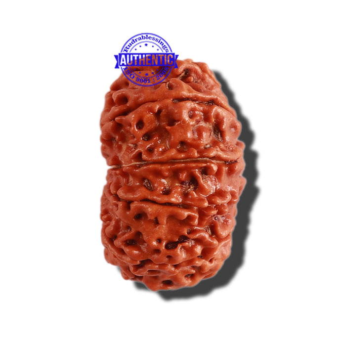 12 Mukhi Nepalese Rudraksha - Bead No 248