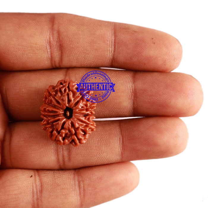 12 Mukhi Nepalese Rudraksha - Bead No 249