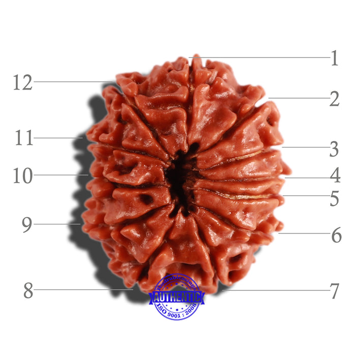 12 Mukhi Nepalese Rudraksha - Bead No 249