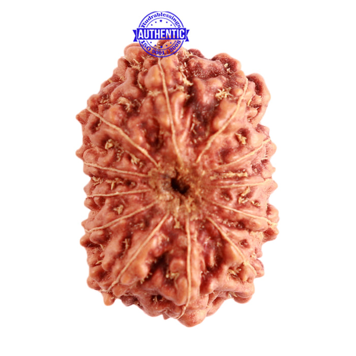 12 Mukhi Indonesian Rudraksha - Bead No. 250