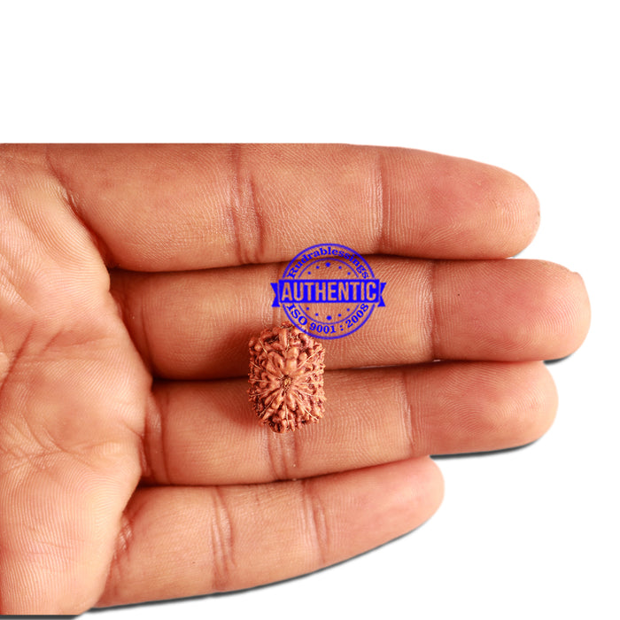 12 Mukhi Indonesian Rudraksha - Bead No. 250