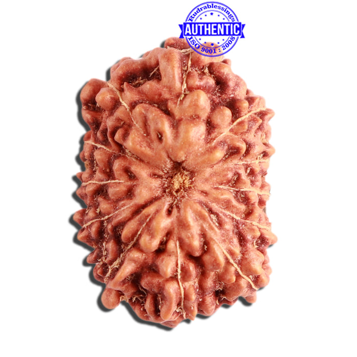 12 Mukhi Indonesian Rudraksha - Bead No. 250