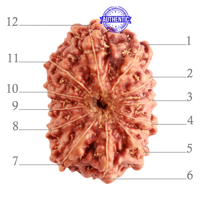 12 Mukhi Indonesian Rudraksha - Bead No. 250