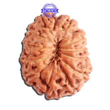 Load image into Gallery viewer, 12 Mukhi Indonesian Rudraksha - Bead No. 251
