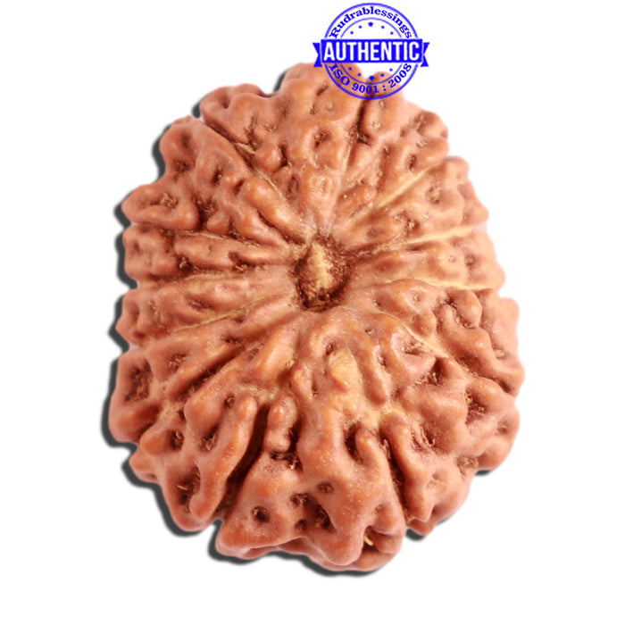 12 Mukhi Indonesian Rudraksha - Bead No. 251