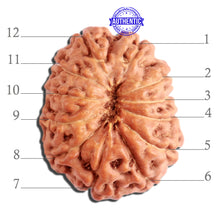 Load image into Gallery viewer, 12 Mukhi Indonesian Rudraksha - Bead No. 251
