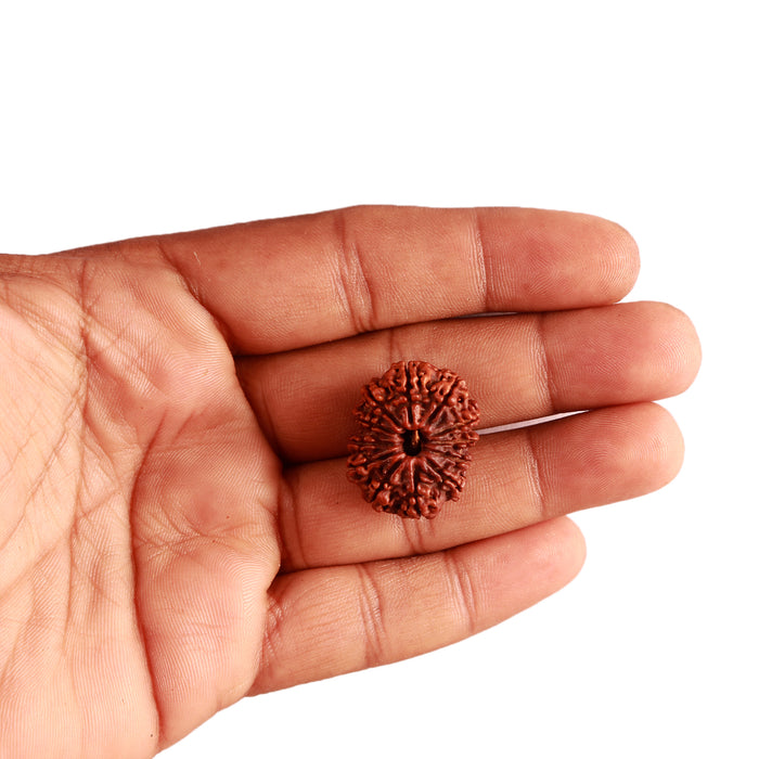 12 Mukhi Nepalese Rudraksha - Bead No 254