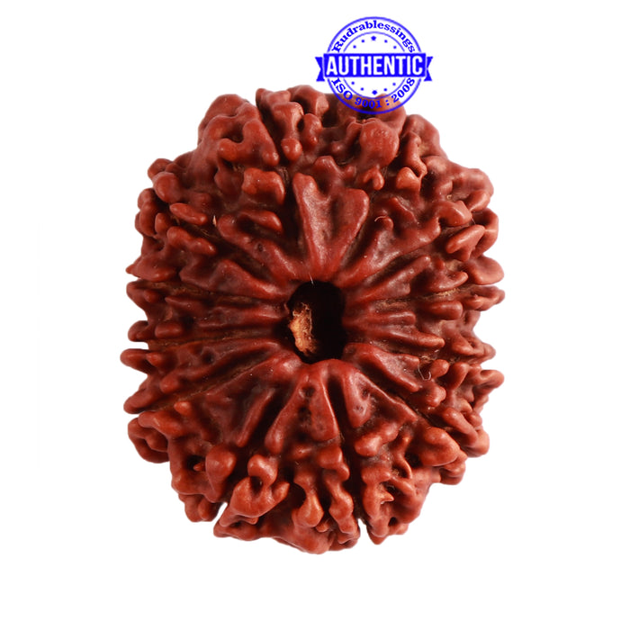 12 Mukhi Nepalese Rudraksha - Bead No 254