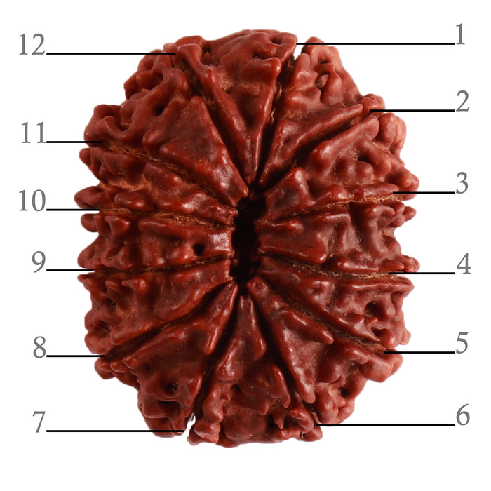 12 Mukhi Nepalese Rudraksha - Bead No 254
