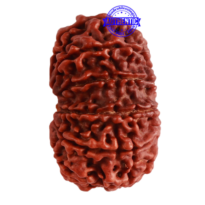 12 Mukhi Nepalese Rudraksha - Bead No 254