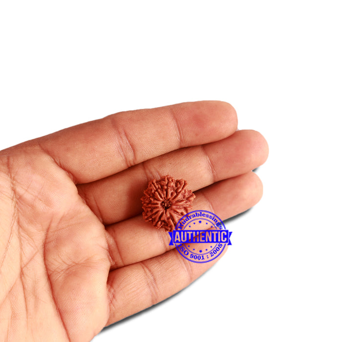 12 Mukhi Nepalese Rudraksha - Bead No 255