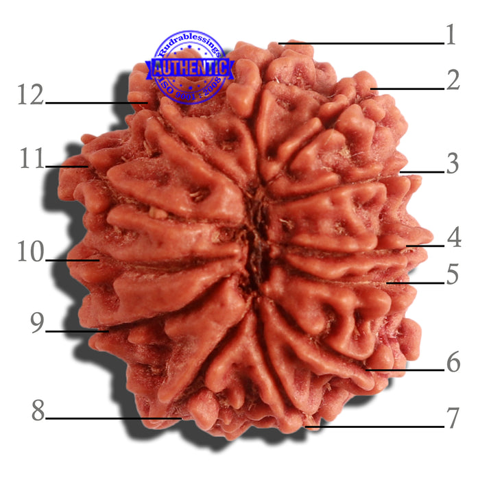 12 Mukhi Nepalese Rudraksha - Bead No 255
