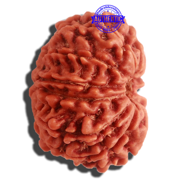 12 Mukhi Nepalese Rudraksha - Bead No 255