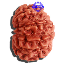 Load image into Gallery viewer, 12 Mukhi Nepalese Rudraksha - Bead No 255
