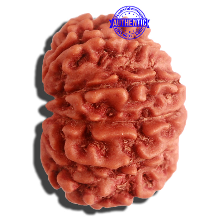 12 Mukhi Nepalese Rudraksha - Bead No 255