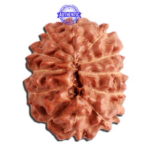 Load image into Gallery viewer, 12 Mukhi Indonesian Rudraksha - Bead No. 256
