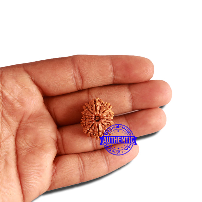 12 Mukhi Nepalese Rudraksha - Bead No 256