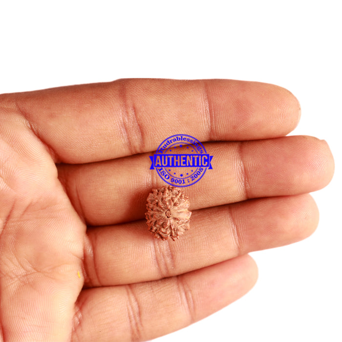 12 Mukhi Indonesian Rudraksha - Bead No. 256