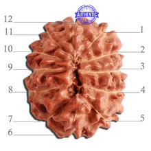 Load image into Gallery viewer, 12 Mukhi Indonesian Rudraksha - Bead No. 256
