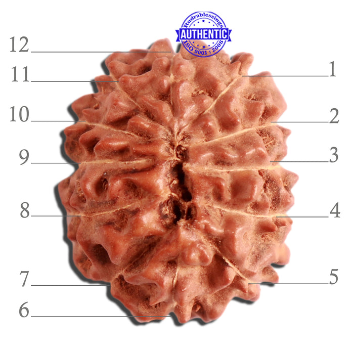 12 Mukhi Indonesian Rudraksha - Bead No. 256