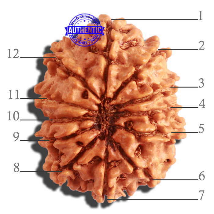 12 Mukhi Nepalese Rudraksha - Bead No 256