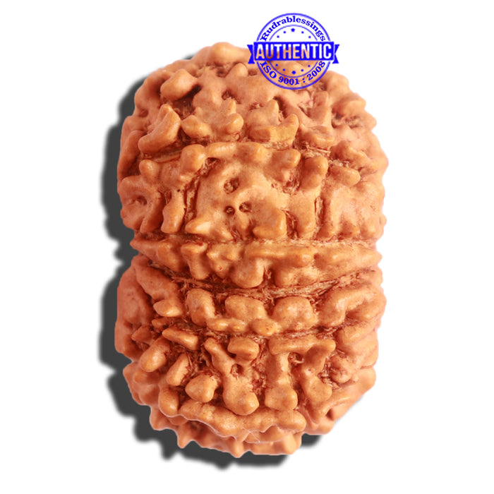 12 Mukhi Nepalese Rudraksha - Bead No 256